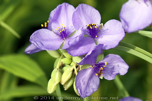 Spiderwort