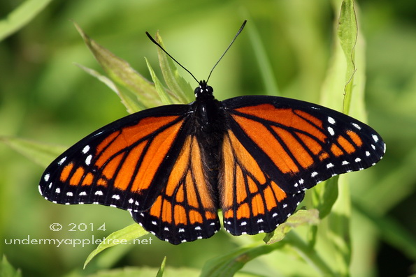 Viceroy Butterfly