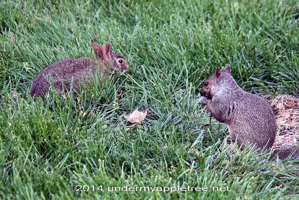 Bunny and Squirrel