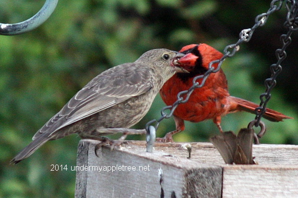 Cardinal feeding Cowbird