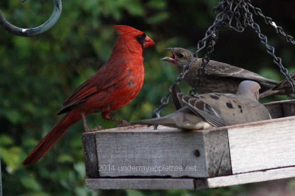 Cardinal feeding Cowbird