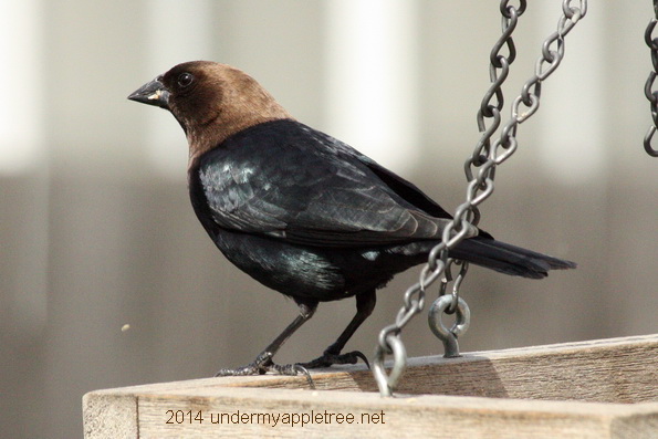 Male Cowbird