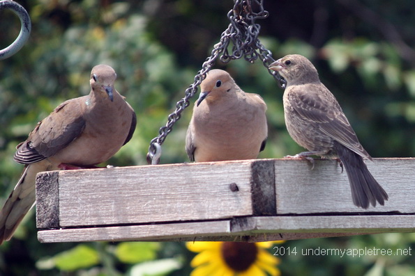 Fledgling Cowbird