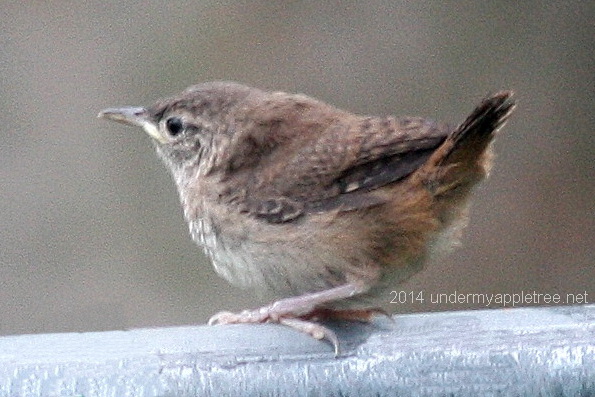 Fledgling House Wren