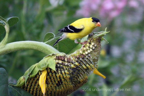Goldfinch on Sunflower