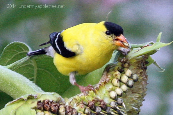 Goldfinch on Sunflower