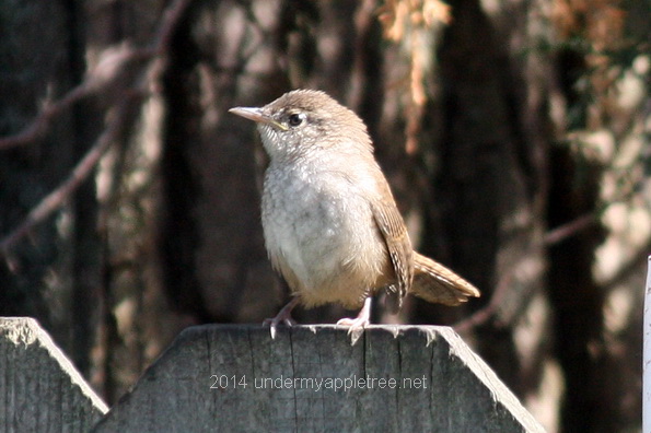 Juvenile House Wren