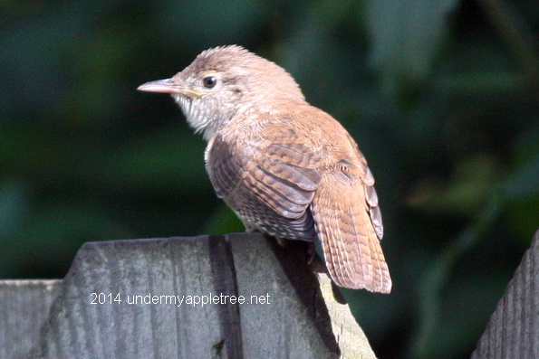 Juvenile House Wren