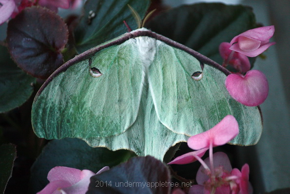 Luna Moth