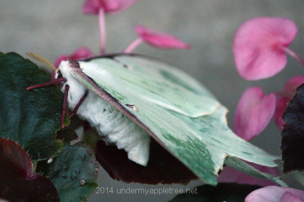 Luna Moth