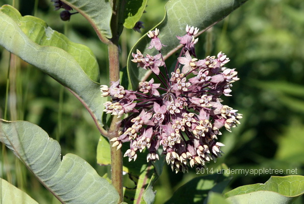 Milkweed