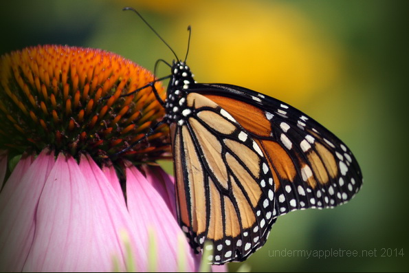 Monarch Butterfly
