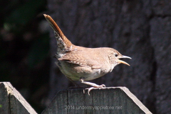 Female House Wren