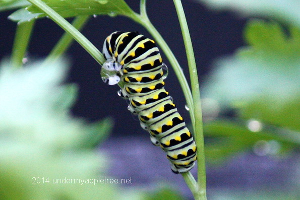 Black Swallowtail Caterpillar Black Swallowtail Caterpillar