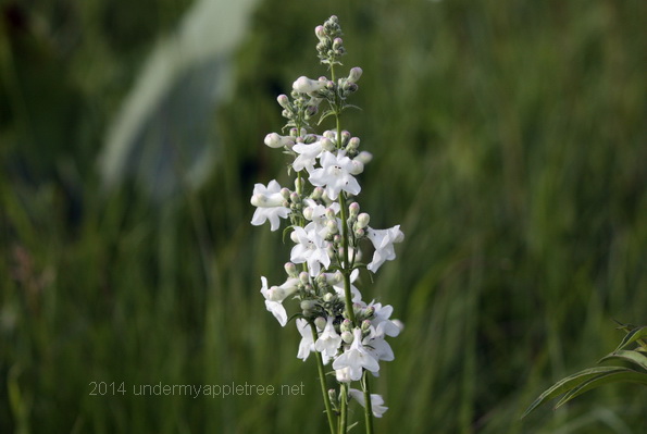 White Wildflower