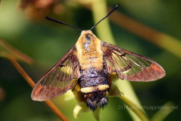 Hummingbird Clearwing
