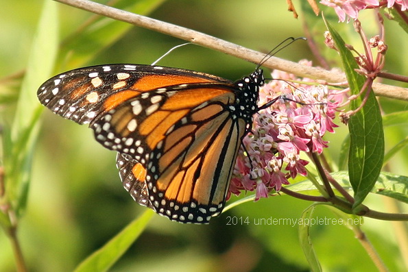 Monarch on Swamp Milkweed