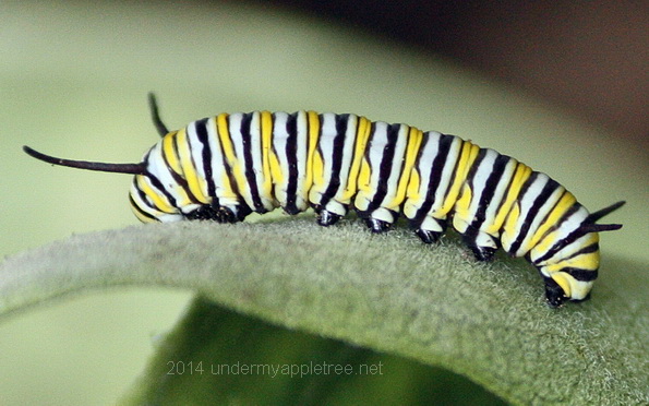 Monarch Caterpillar