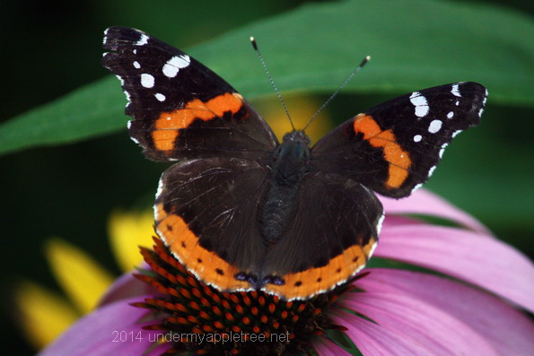 Red Admiral Butterfly