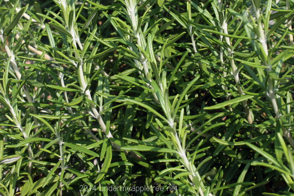 Rosemary