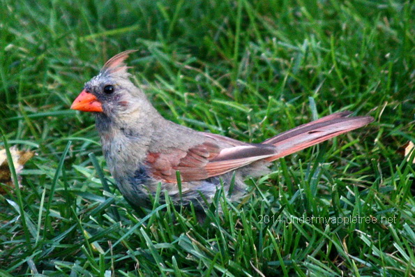 Female Northern Cardinal
