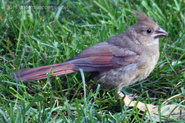 Juvenile Cardinal