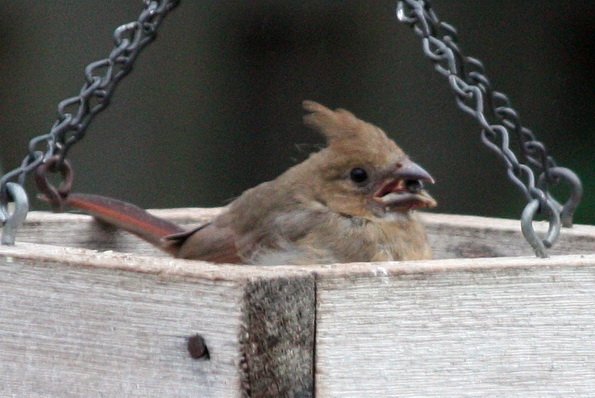 Juvenile Cardinal