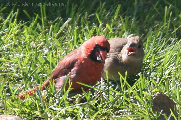 Juvenile Cardinal