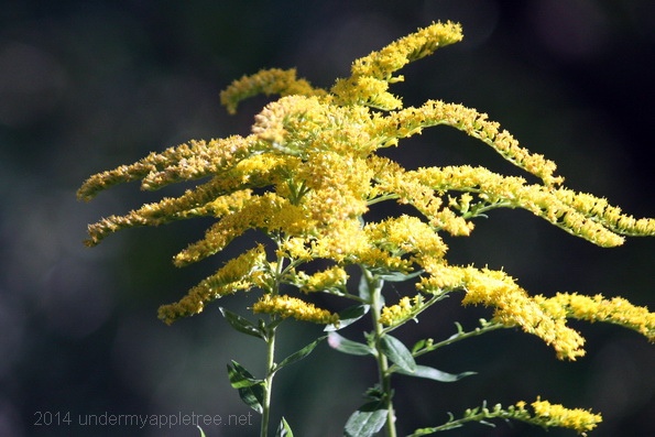 Goldenrod Goldenrod