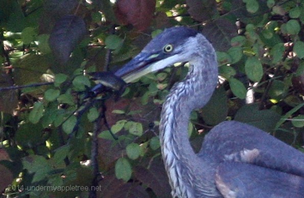 Great Blue Heron