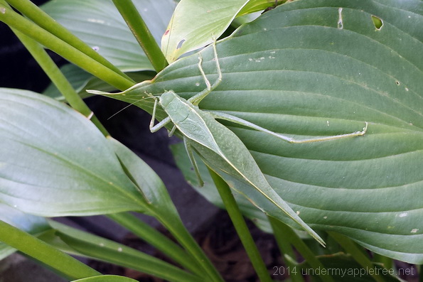 Katydid on Hosta 