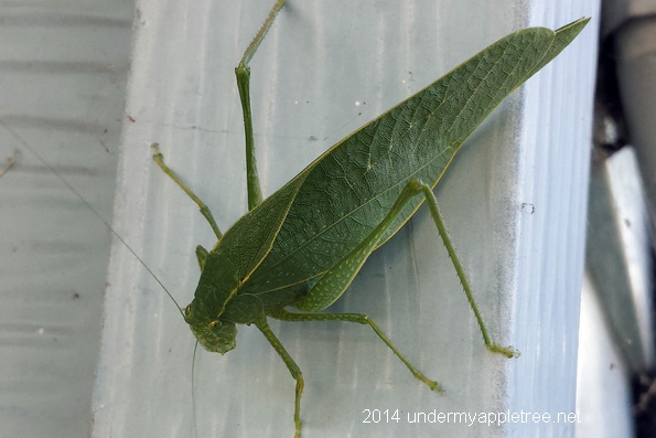Katydid