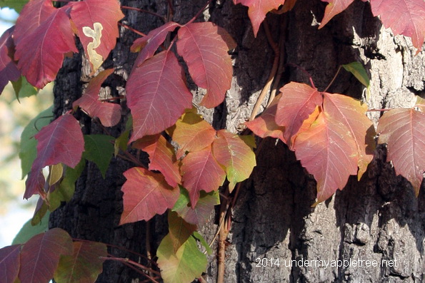 Poison Ivy Autumn Color