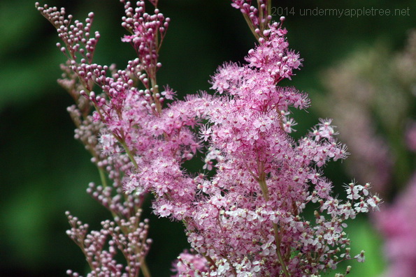 QueenOfThePrairie_IMG_3035