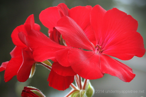 Red Geranium