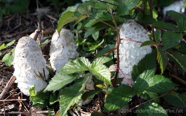 Shaggy Inkcap Mushrooms