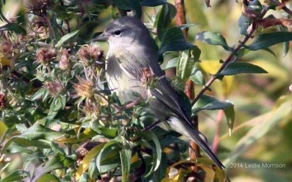Orange-crowned Warbler