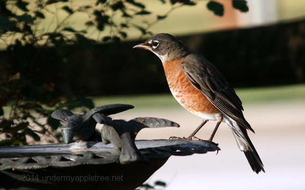 American Robin