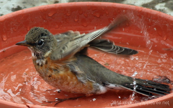 Juvenile American Robin