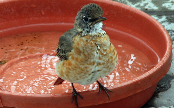 Juvenile American Robin
