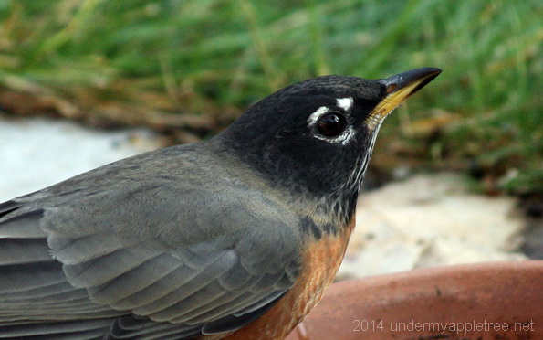 American Robin