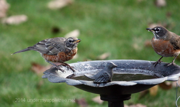 American Robin at birdbath