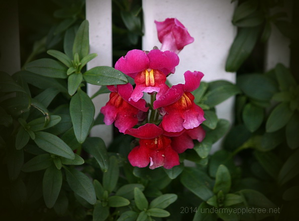 SnapDragons_IMG_3727