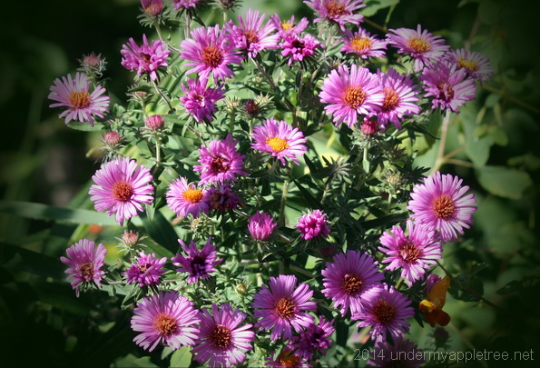 Wild Aster