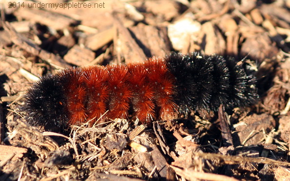 Woolly Bear Caterpillar