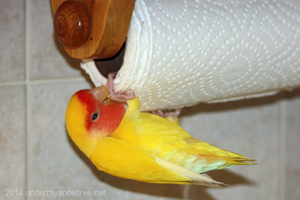 CharlieFindsANewToy_IMG_0570