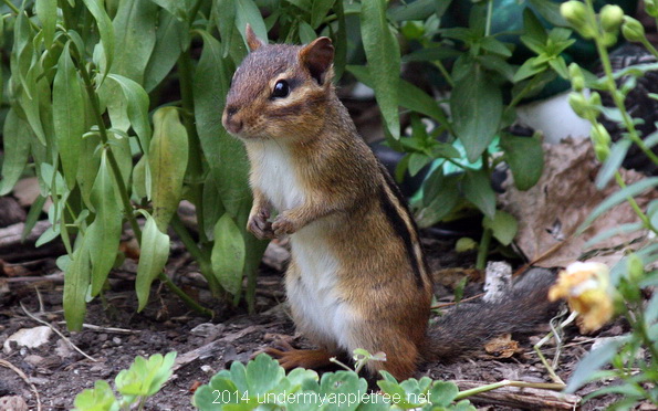 Chipmunk