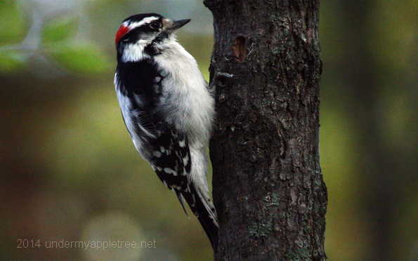 Downy Woodpecker