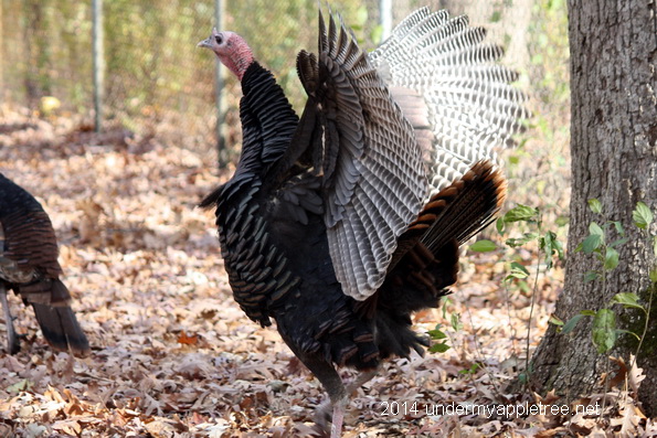 Turkey-Flapping Wings