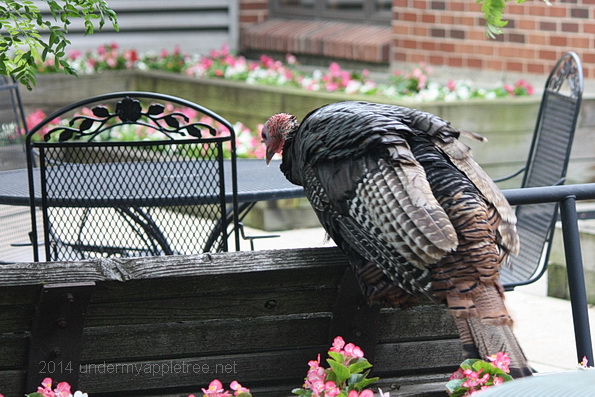 TurkeyOnPatio